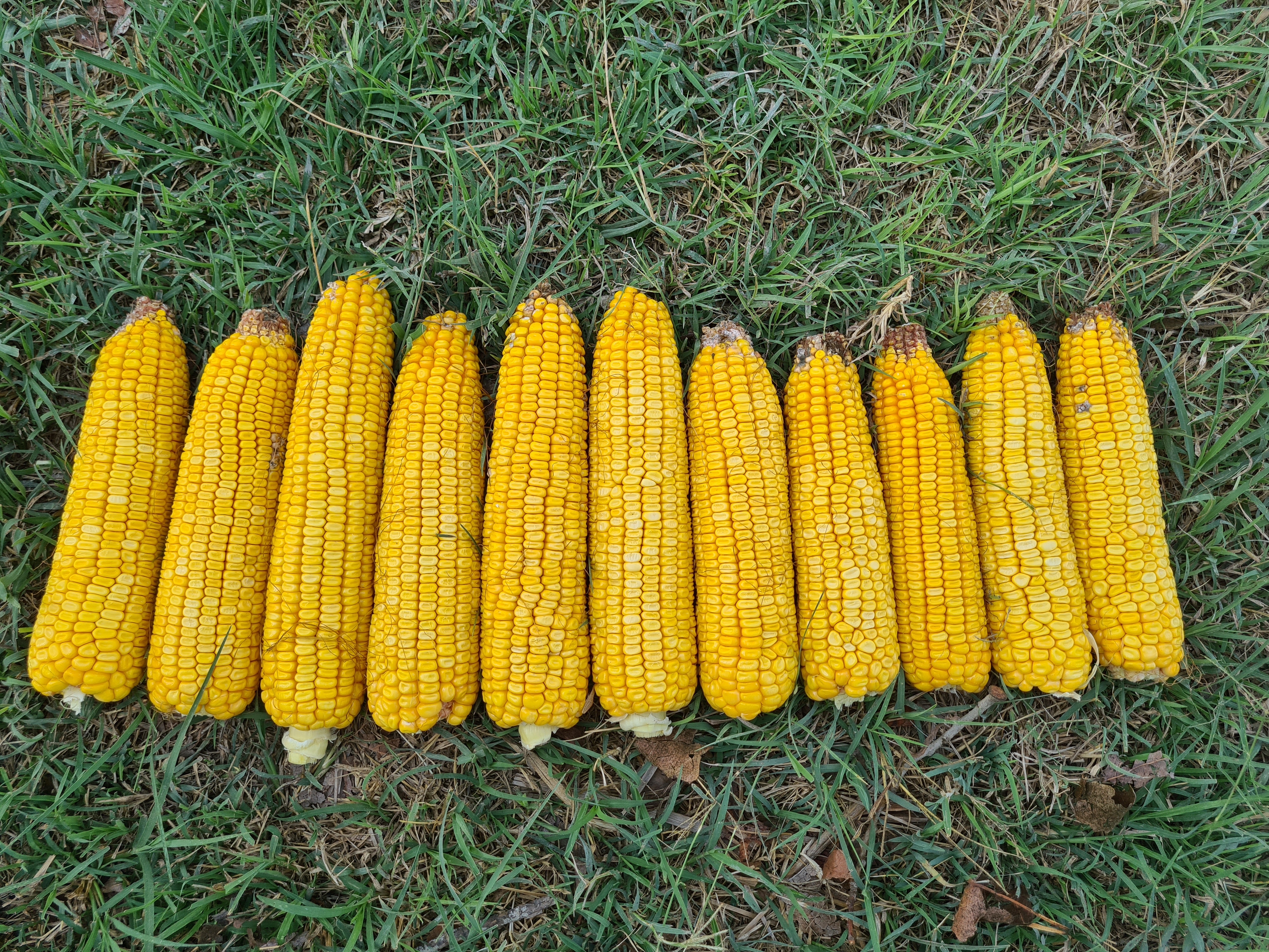 DMS 3111