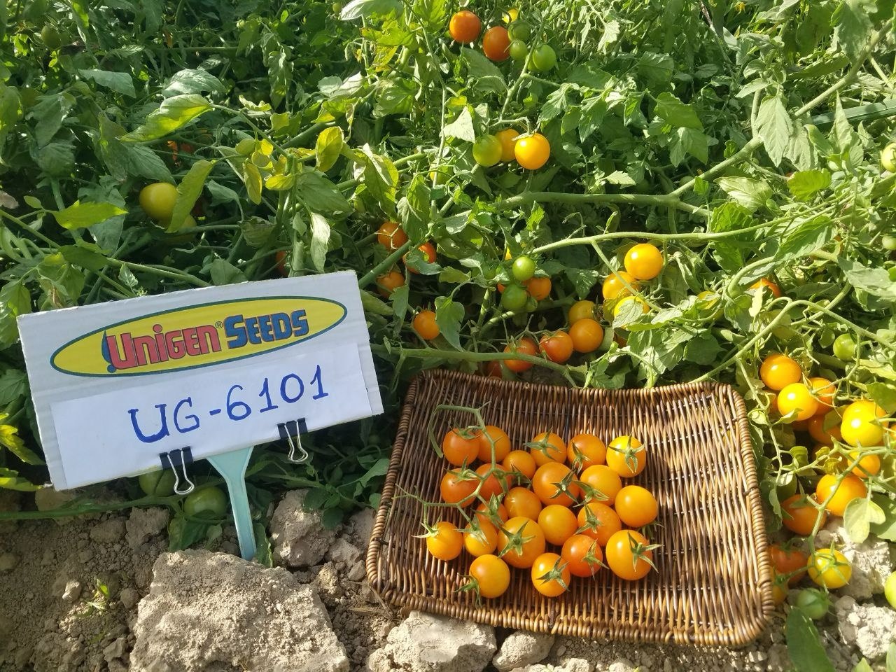 UG 6101 F1