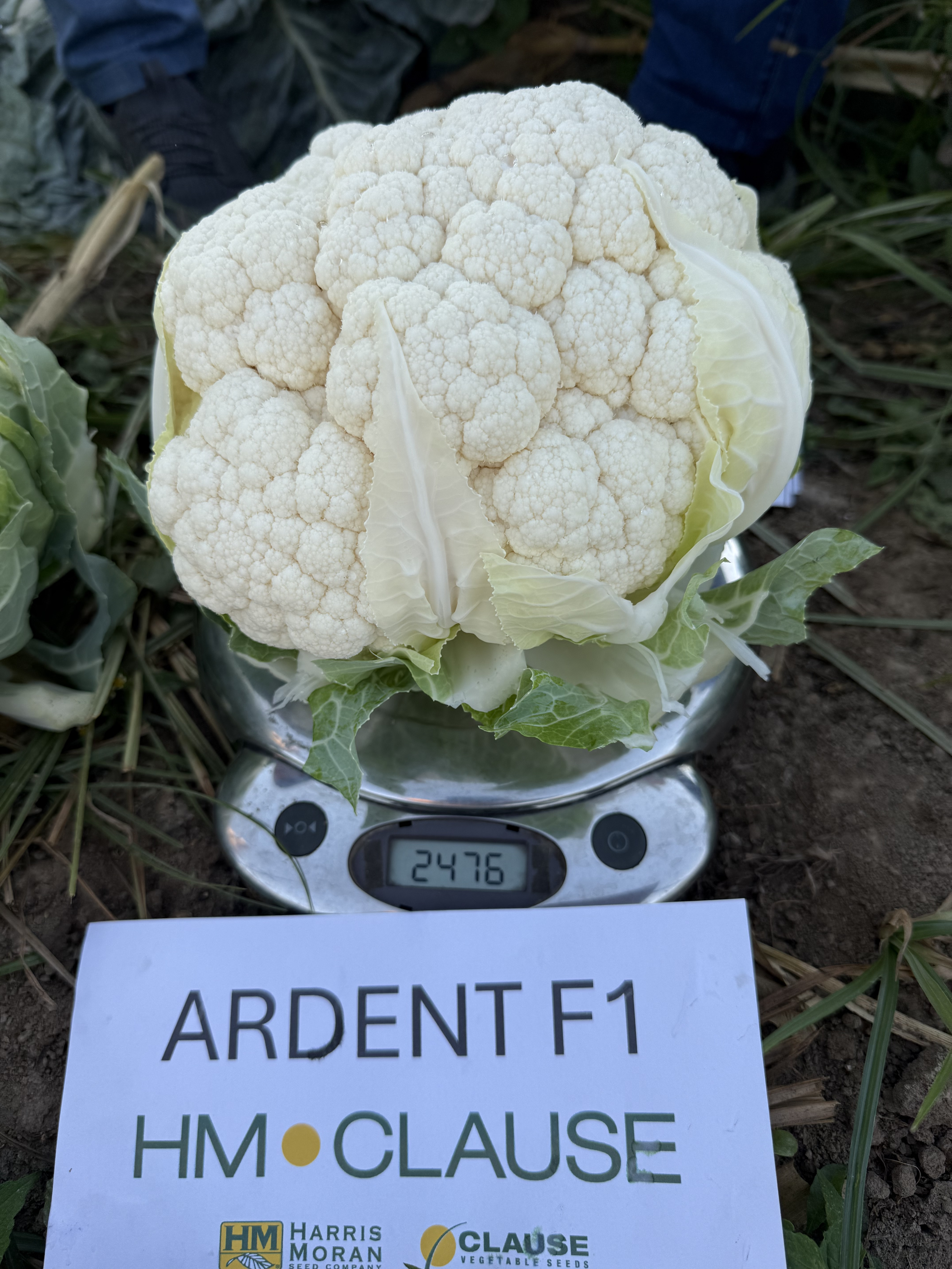 ARDENT F1