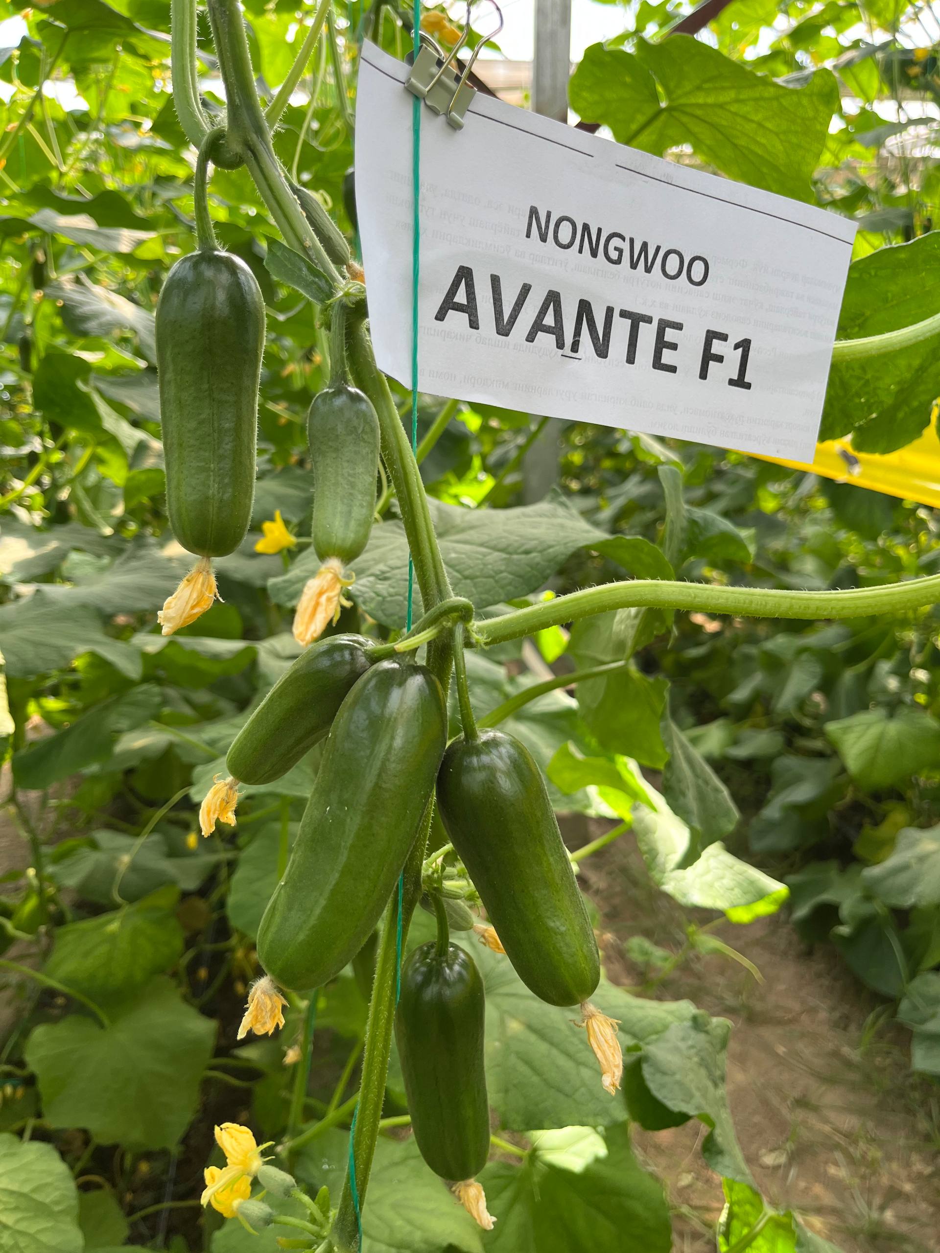 AVANTE F1