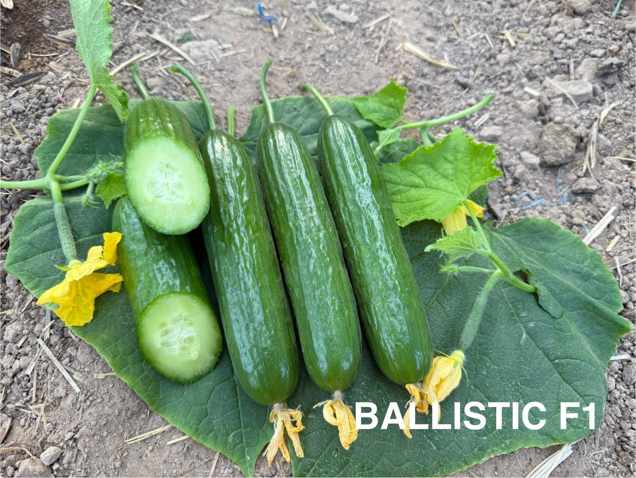 BALLISTIC F1