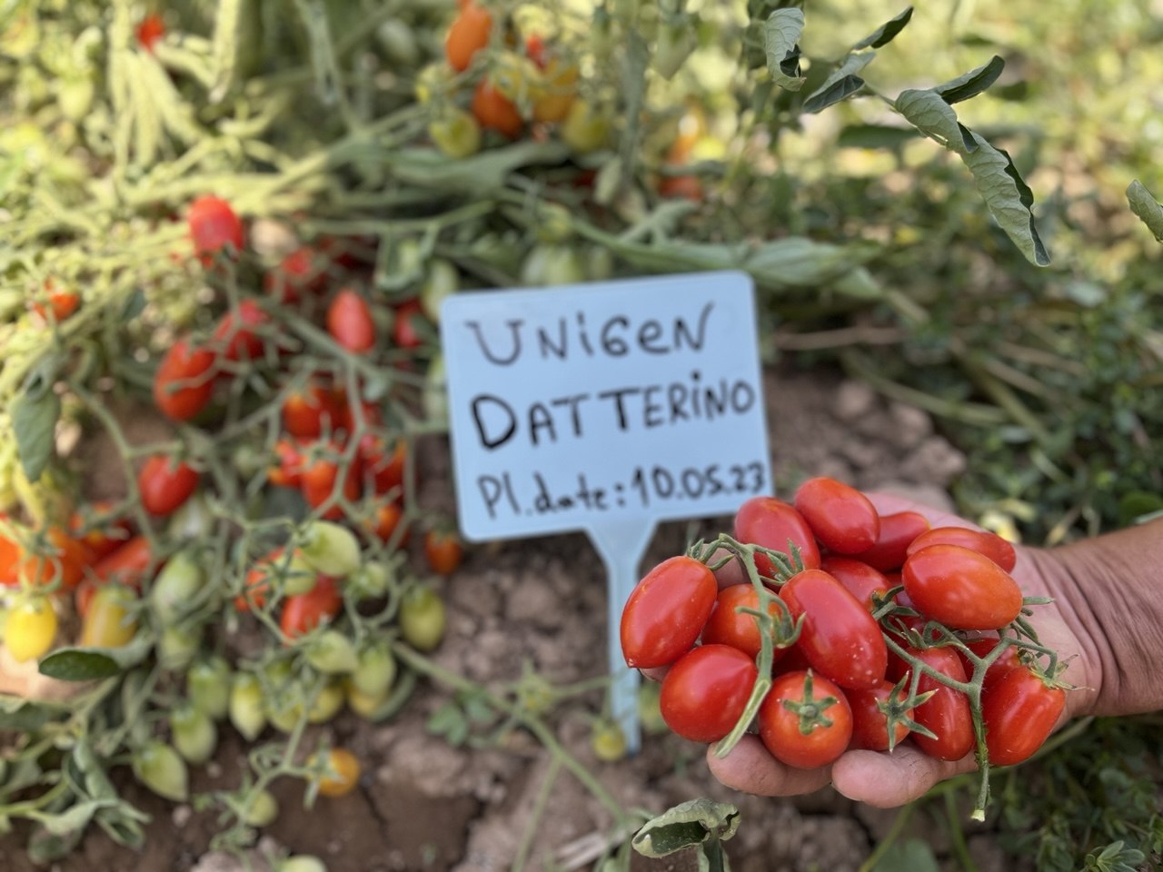 DATERINO F1