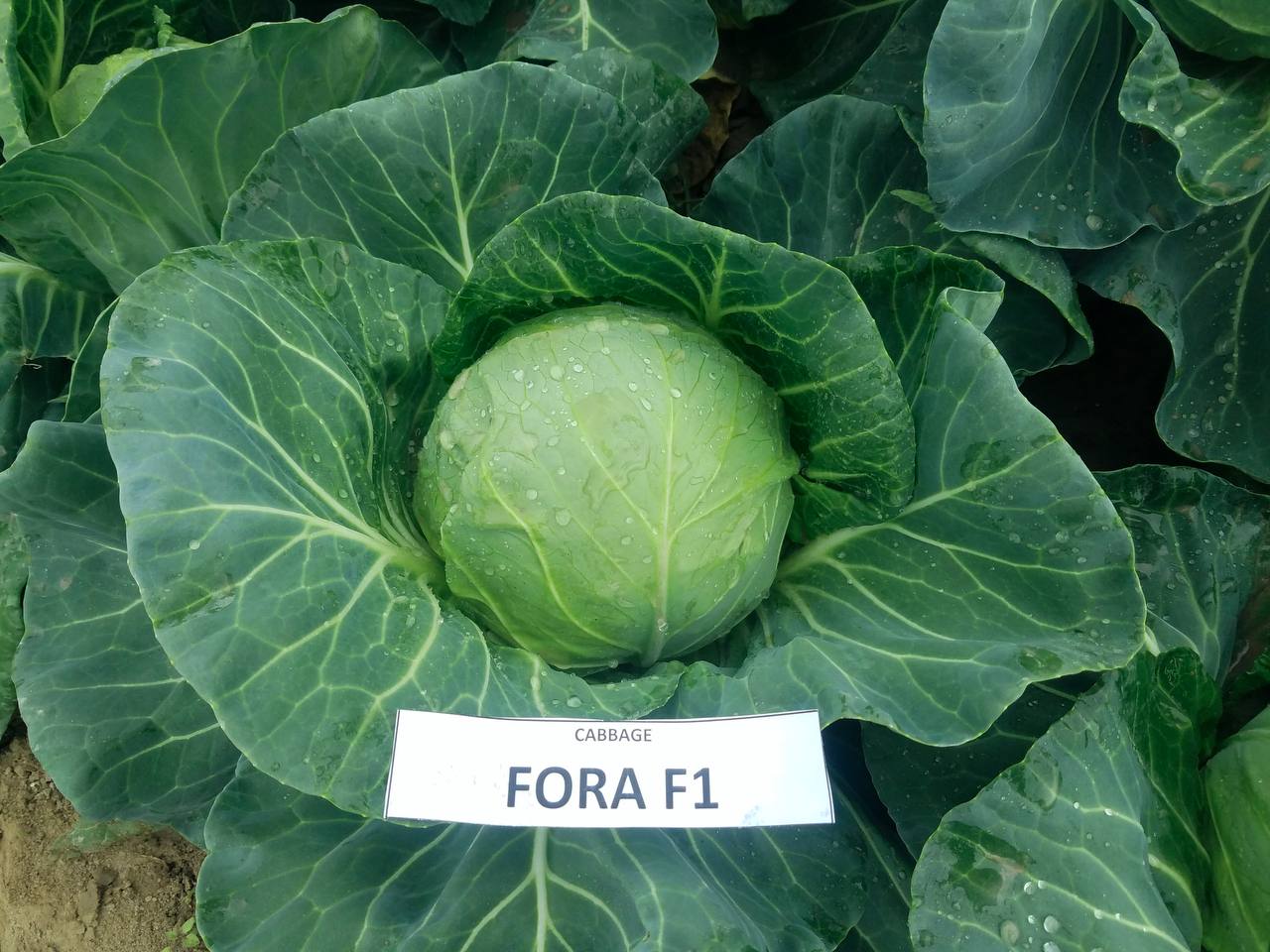 FORA F1