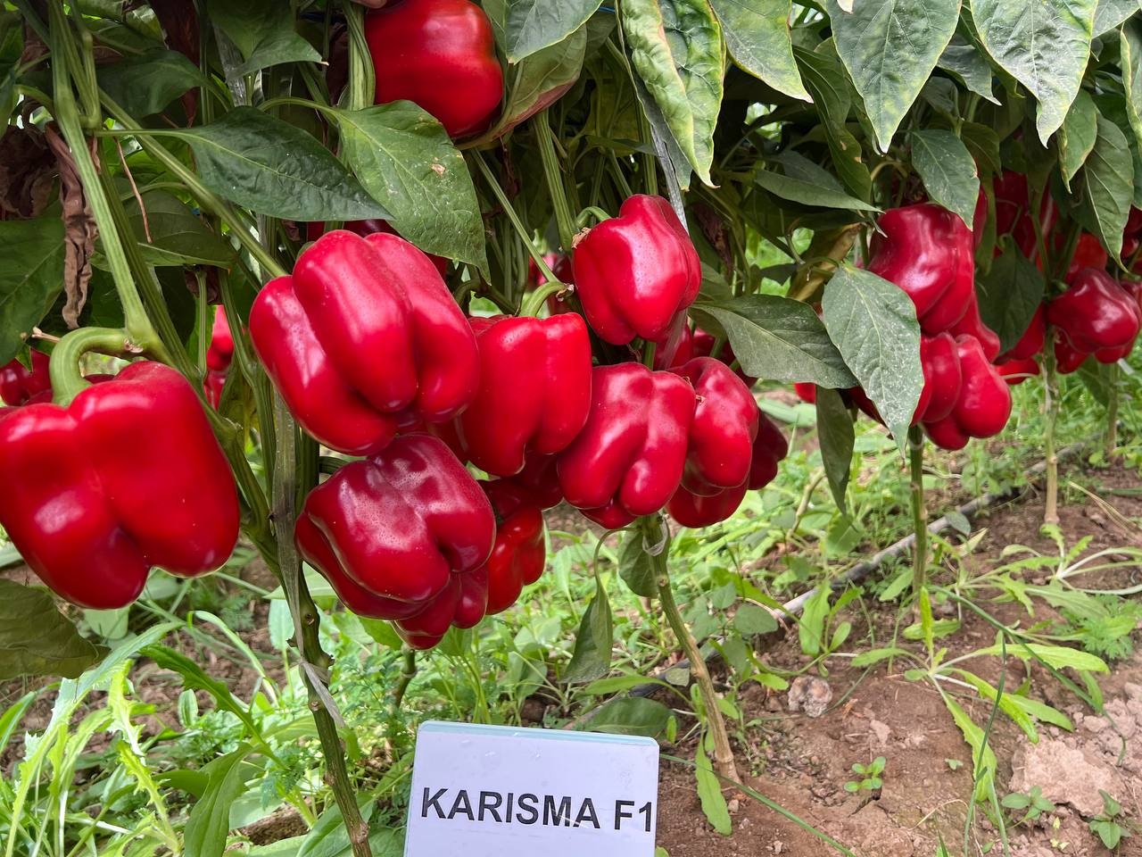 KARISMA F1