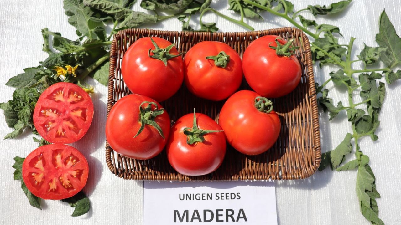 MADERA