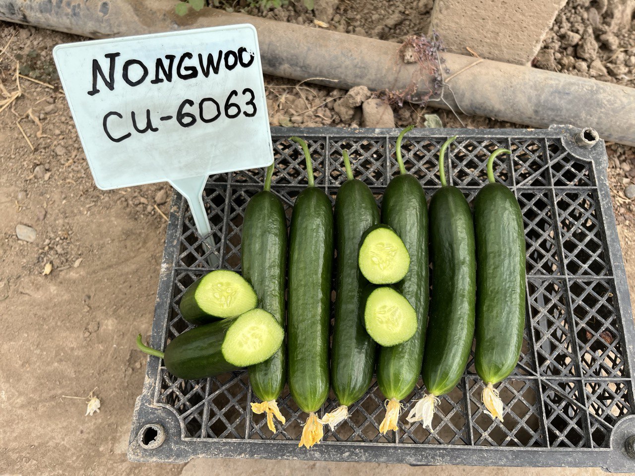 NW6063 F1