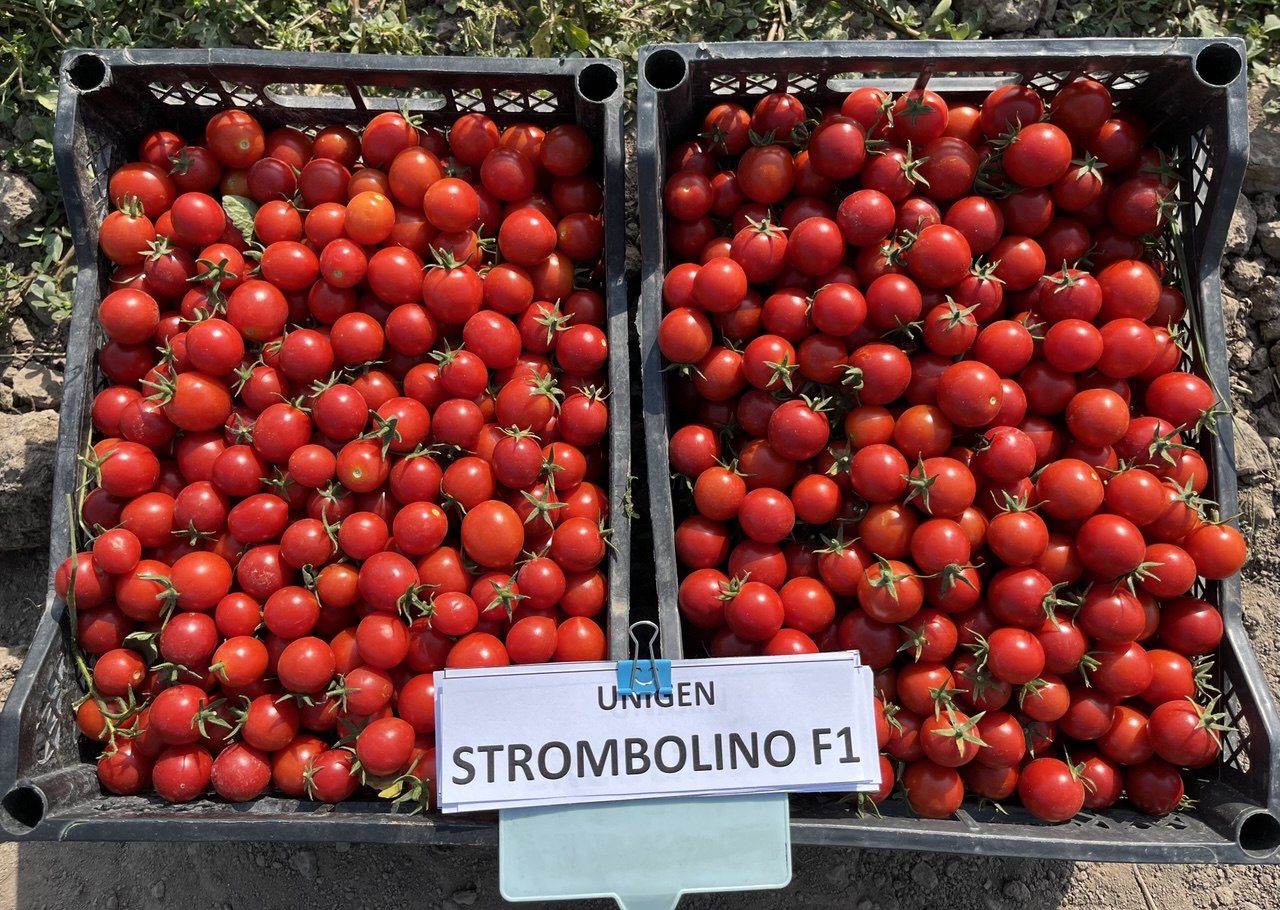 STROMBOLINO F1